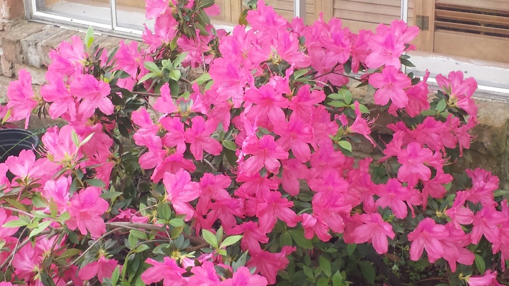 Azalea time in Houston.  Late March 2014