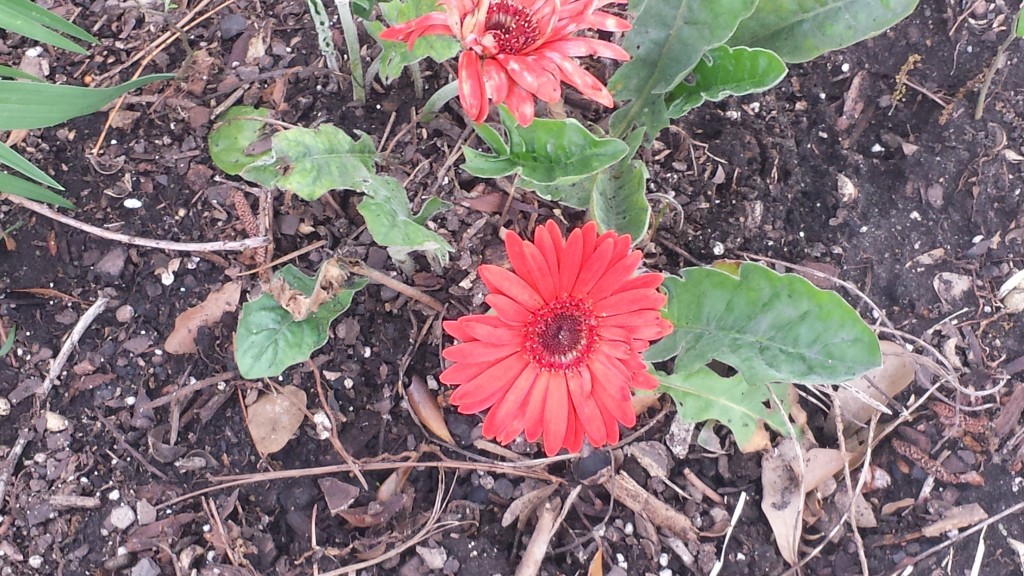 Although more dowdy than other flowers, this red Daisy has survived droughts, floods, and freezes and continues to bloom no matter what.  Yet it asks very little in return.