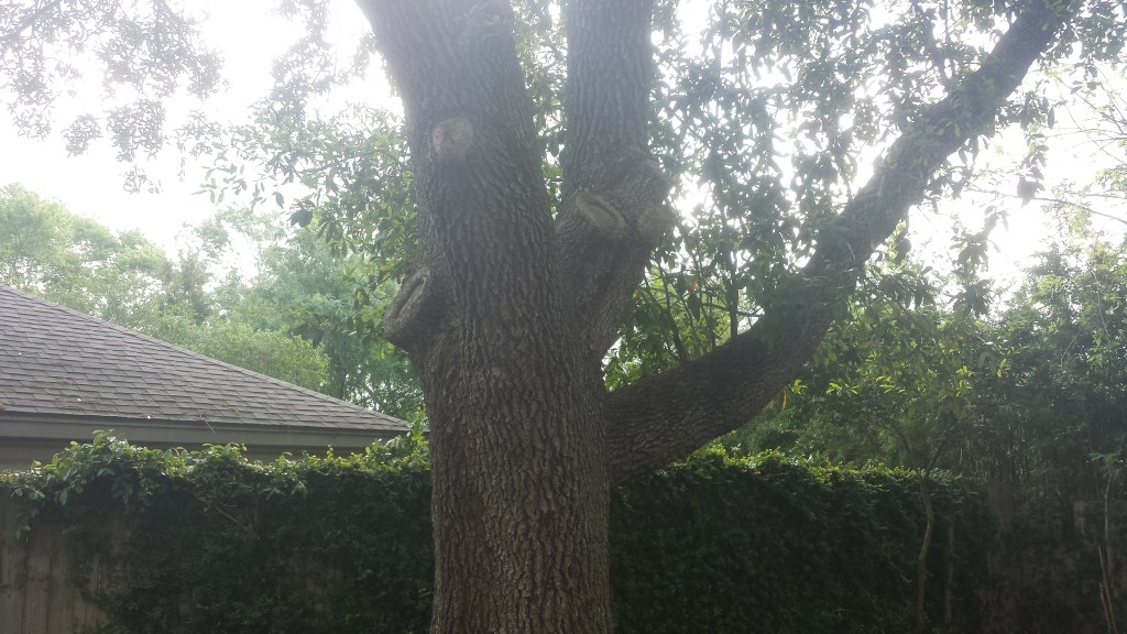 A Texas Live Oak that reigns supreme over my back yard.